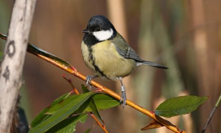 Immergiamoci nella natura del parco del Segrino