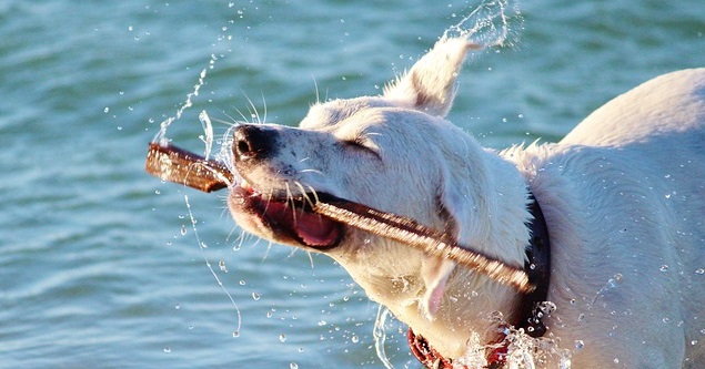 cane acqua mare lago 3