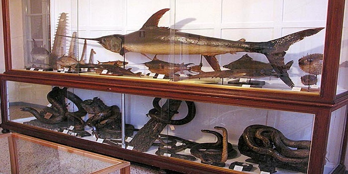 Sala pesci museo storia naturale palazo belgiojoso2