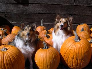 Bambini, volete diventare addestratori di cani? Ecco dove e come fare