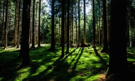 “Pomeriggi Nel Bosco”, l’attività per bambini mirata a far conoscere il binomio natura-gioco