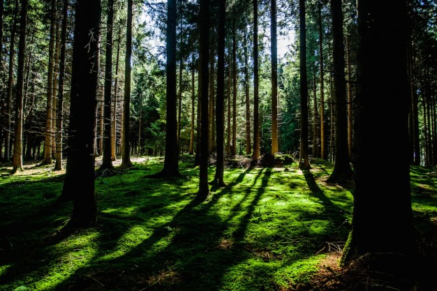 “Pomeriggi Nel Bosco”, l’attività per bambini mirata a far conoscere il binomio natura-gioco