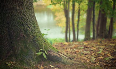 TRIENNALE DI MILANO, “BROKEN NATURE”: UNA SUGGESTIVA MOSTRA PER GRANDI E BAMBINI, UN MODO PER APPROFONDIRE IL TEMA “NATURA”