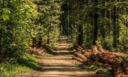 ALLA SCOPERTA DEL BOSCO E DELLE ERBE SELVATICHE, PRESSO IL “CRAZY BOSCO” DI VALGREGHENTINO