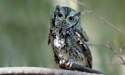 ALLA RICERCA DI PICCOLI ABITANTI DEL BOSCO, PASSEGGIAMO A CESANO MADERNO﻿