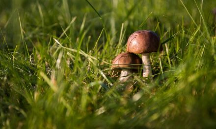 MONTE DI BRIANZA: ALLA SCOPERTA DEL MERAVIGLIOSO MONDO DEI FUNGHI