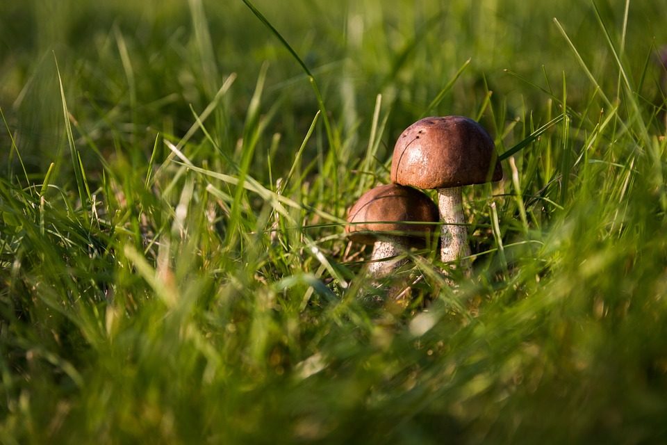 MONTE DI BRIANZA: ALLA SCOPERTA DEL MERAVIGLIOSO MONDO DEI FUNGHI